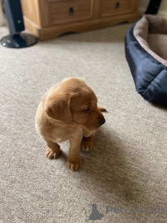 Zdjęcie №1. labrador retriever - na sprzedaż w Bremen | 1256zł | Zapowiedź №66246