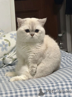 Zdjęcie №1. scottish fold - na sprzedaż w Aizlingen | 1913zł | Zapowiedź № 157399