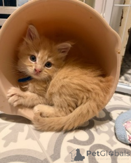 Zdjęcie №3. Maine-Coon-Kätzchen. Niemcy