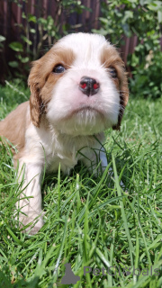 Zdjęcie №2 do zapowiedźy № 174752 na sprzedaż  cocker spaniel amerykański, cocker spaniel angielski, springer spaniel angielski, springer spaniel walijski, irlandzki spaniel dowodny, cavalier king charles spaniel, cavalier king charles spaniel, clumber spaniel, russian spaniel, spaniel tybetański - wkupić się Litwa prywatne ogłoszenie, od żłobka, hodowca