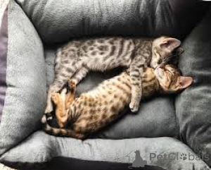 Zdjęcie №3. Kauniita savanninpentuja myytävänä. Finlandia