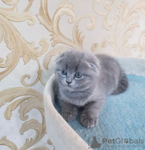 Zdjęcie №2 do zapowiedźy № 83553 na sprzedaż  scottish fold - wkupić się USA 