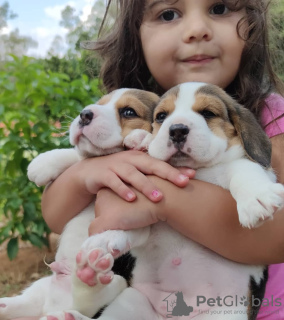 Zdjęcie №3. Szczenięta rasy beagle szukają domów stałych. Niemcy