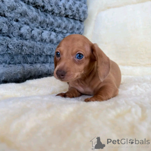 Zdjęcie №1. jamnik - na sprzedaż w Berlin | 2392zł | Zapowiedź №136334