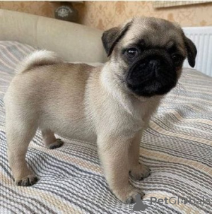 Zdjęcie №3. Uroczy szczeniak mops dostępny do adopcji. Grecja