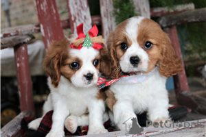 Zdjęcie №3. Urocze szczenięta Cavalier King Charles do bezpłatnej adopcji. Niemcy