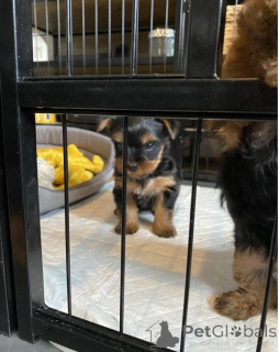 Zdjęcie №2 do zapowiedźy № 135153 na sprzedaż  yorkshire terrier - wkupić się Niemcy 