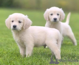 Zdjęcie №1. golden retriever - na sprzedaż w Wilno | negocjowane | Zapowiedź №175925