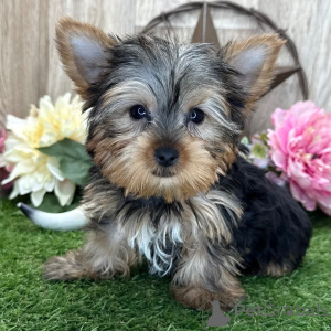 Zdjęcie №2 do zapowiedźy № 136314 na sprzedaż  yorkshire terrier - wkupić się Niemcy 