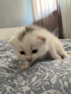 Zdjęcie №3. British Cat. Irlandia