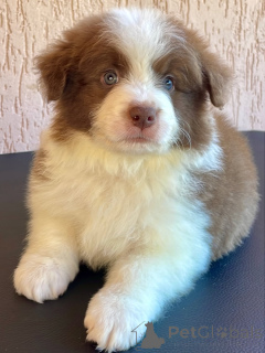 Zdjęcie №1. border collie - na sprzedaż w Brema | negocjowane | Zapowiedź №166822