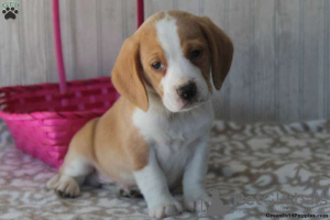 Zdjęcie №3. Sprzedam szczenięta rasy beagle. USA