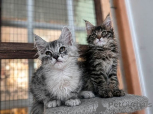 Zdjęcie №1. maine coon - na sprzedaż w Ismaning | 1674zł | Zapowiedź № 169558