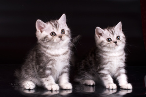 Dodatkowe zdjęcia: Pluszowe marmurowe brytyjskie kocięta