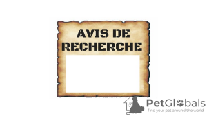 Zdjęcie №1. szpic niemiecki, yorkshire terrier - na sprzedaż w Paryż | Bezpłatny | Zapowiedź № 9711