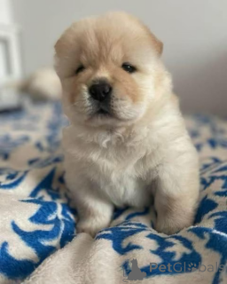 Zdjęcie №1.  - na sprzedaż w Butzbach | negocjowane | Zapowiedź №167679