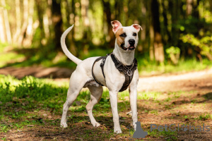 Zdjęcie №3. Piękny pies Darius jest w dobrych rękach.. Federacja Rosyjska