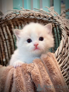 Zdjęcie №1. ragdoll - na sprzedaż w Berlin | 957zł | Zapowiedź № 148566