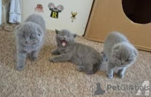 Zdjęcie №1. scottish fold - na sprzedaż w Антверпен | negocjowane | Zapowiedź № 62169