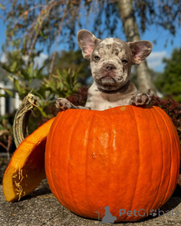 Zdjęcie №1. buldog francuski - na sprzedaż w Monachium | 3827zł | Zapowiedź №150637