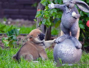 Dodatkowe zdjęcia: Szczeniaki Shiba inu