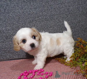 Zdjęcie №1.  - na sprzedaż w Podolszyn Nowy | negocjowane | Zapowiedź №163193