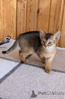 Zdjęcie №3. Chatons abyssins dostępne à la vente.. Belgia