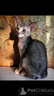 Zdjęcie №2 do zapowiedźy № 8305 na sprzedaż  kot abisyński - wkupić się Federacja Rosyjska od żłobka