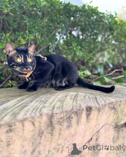 Zdjęcie №1. kot bengalski - na sprzedaż w Rapperswil-Jona | 3588zł | Zapowiedź № 152723