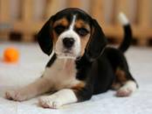 Zdjęcie №1. beagle (rasa psa) - na sprzedaż w Mińsk | 2132zł | Zapowiedź №1162