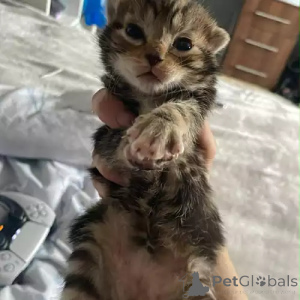 Zdjęcie №2 do zapowiedźy № 167253 na sprzedaż  kot bengalski - wkupić się Niemcy prywatne ogłoszenie