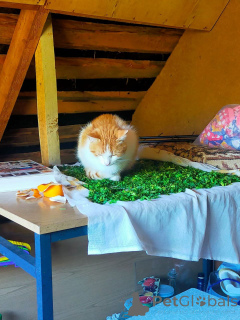 Zdjęcie №3. Dam kota w dobrych rękach za darmo. Federacja Rosyjska