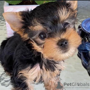 Zdjęcie №1. yorkshire terrier - na sprzedaż w Yorba Linda | negocjowane | Zapowiedź №107704