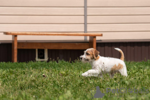 Dodatkowe zdjęcia: szczeniak Jack Russell Terrier