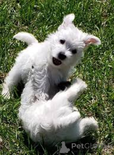 Zdjęcie №3. West Highland White Terrier Welpen. Niemcy