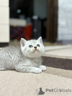 Zdjęcie №4. Sprzedam scottish straight w Mińsk. hodowca - cena - 747zł