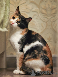 Zdjęcie №2 do zapowiedźy № 159020 na sprzedaż   - wkupić się Federacja Rosyjska prywatne ogłoszenie