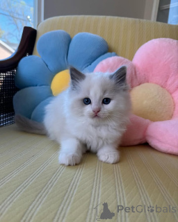 Zdjęcie №1. ragdoll - na sprzedaż w Balta | 1435zł | Zapowiedź № 165874