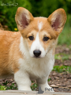 Zdjęcie №3. Wspaniali corgi chłopcy. Ukraina