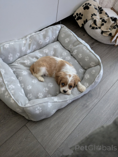 Zdjęcie №3. Cavalier Kingcharlesinspanielin pentu. Finlandia
