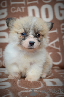 Zdjęcie №2 do zapowiedźy № 135054 na sprzedaż  welsh corgi - wkupić się Serbia hodowca