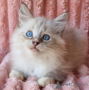 Zdjęcie №1. neva masquerade - na sprzedaż w Kijvets ' | 3244zł | Zapowiedź № 154385