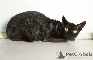 Zdjęcie №1. kot cornish rex - na sprzedaż w Chimki | Bezpłatny | Zapowiedź № 165040