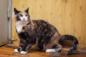 Zdjęcie №1.  - na sprzedaż w Rzeka Moskwa | Bezpłatny | Zapowiedź № 166041