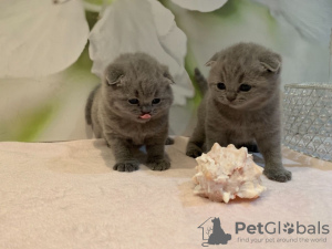 Zdjęcie №3. Zdrowe kocięta rasy Scottish Fold do adopcji. Niemcy