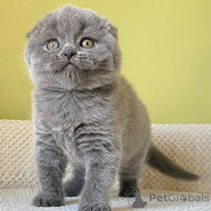 Zdjęcie №2 do zapowiedźy № 155489 na sprzedaż  scottish fold - wkupić się Niemcy 