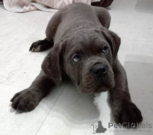 Dodatkowe zdjęcia: Szczenięta Cane Corso