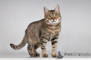 Zdjęcie №3. Beauty Caramel szuka domu.. Federacja Rosyjska