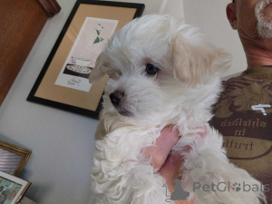 Zdjęcie №1. maltipu - na sprzedaż w Berlin | 4305zł | Zapowiedź №149841