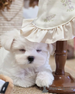 Zdjęcie №3. D'adorables chiots Bichons maltais cherchent un foyer aimant !. Francja
